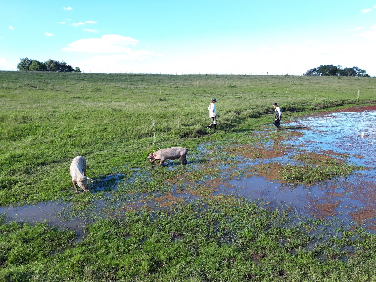 ponds4climate's tweet photo. In #PONDERFUL we're looking at how ponds support biodiversity. @Udelaruy has found striking differences in the richness of aquatic plants among agricultural ponds with contrasting land use intensity.

Find out more: https://t.co/bHl3rjFRKz https://t.co/WBHFh1wcFt