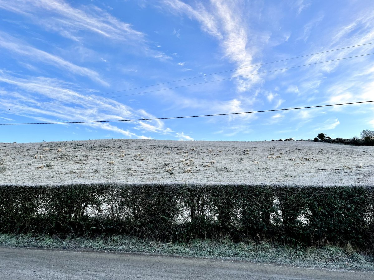 CallananCourier's tweet image. Muckalee sheep doing camouflage really well……… ❄️🌬️❄️ #kilkenny #muckalee #freezing