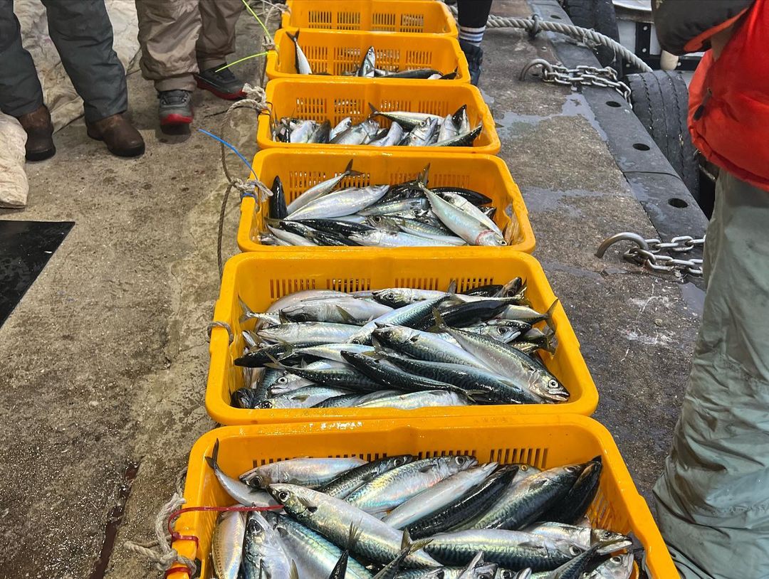 leejinwookph's tweet photo. (2022.12.16) #LeeJinWook and his friends, including #Choiza of #DynamicDuo, went fishing at Gangneung Port.

"9 fishermen and 600 fish."

#강릉 #고등어 #성훈호
(c) choiza11 https://t.co/I7lNXfWWxj