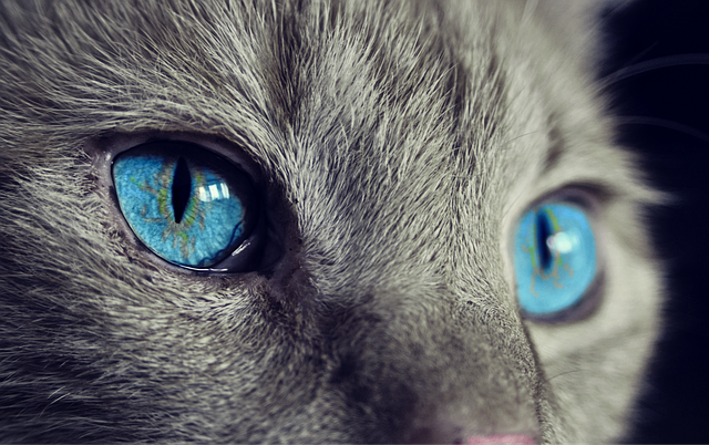 EsGenerales's tweet photo. Tipos de Mascotas ¿Cuál te conviene?

La composición familiar influye mucho en los tipos de mascotas que la acompañan. Desde las familias numerosas, monoparentales, parejas o los que viven solos......

https://t.co/vW4zDxeo23 https://t.co/q7n1UO5Dar