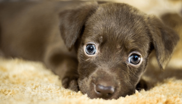 EsGenerales's tweet photo. Adopta un perro sin hogar

En Washington Pensilvania sucedió una de esas historias que te conmueven en lo más profundo del corazón......

https://t.co/3twv176KjR https://t.co/efq9HEDJRV