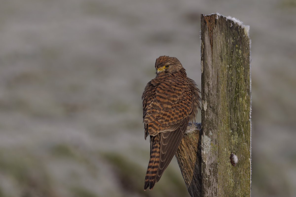 MourickRob's tweet photo. Torenvalk in een winterse setting II. @vogelnieuws https://t.co/6mnER46wLR