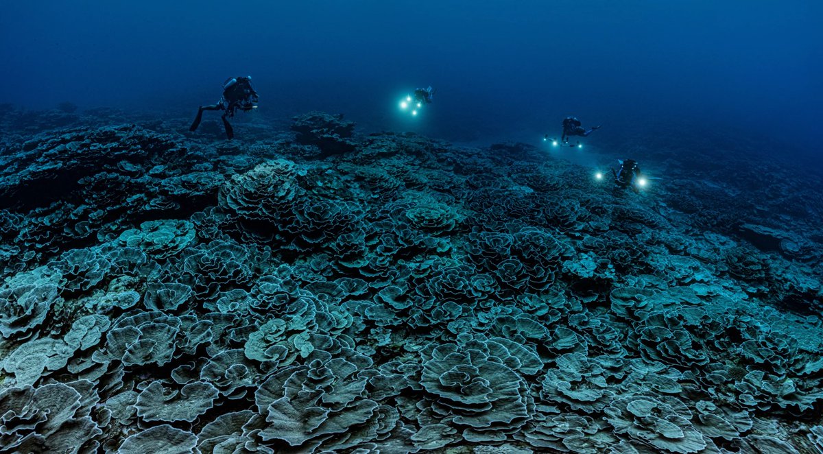 AAzoulay's tweet photo. .@Nature has selected an image by @UNESCO and #1Ocean as one of the best science images of 2022. A recognition of our Organization's global action developing #science to protect #biodiversity. Congratulations to the photographer @AlexisRosenfeld! #COP15 https://t.co/MrxJ0WCoQT https://t.co/qkcxLs55fE
