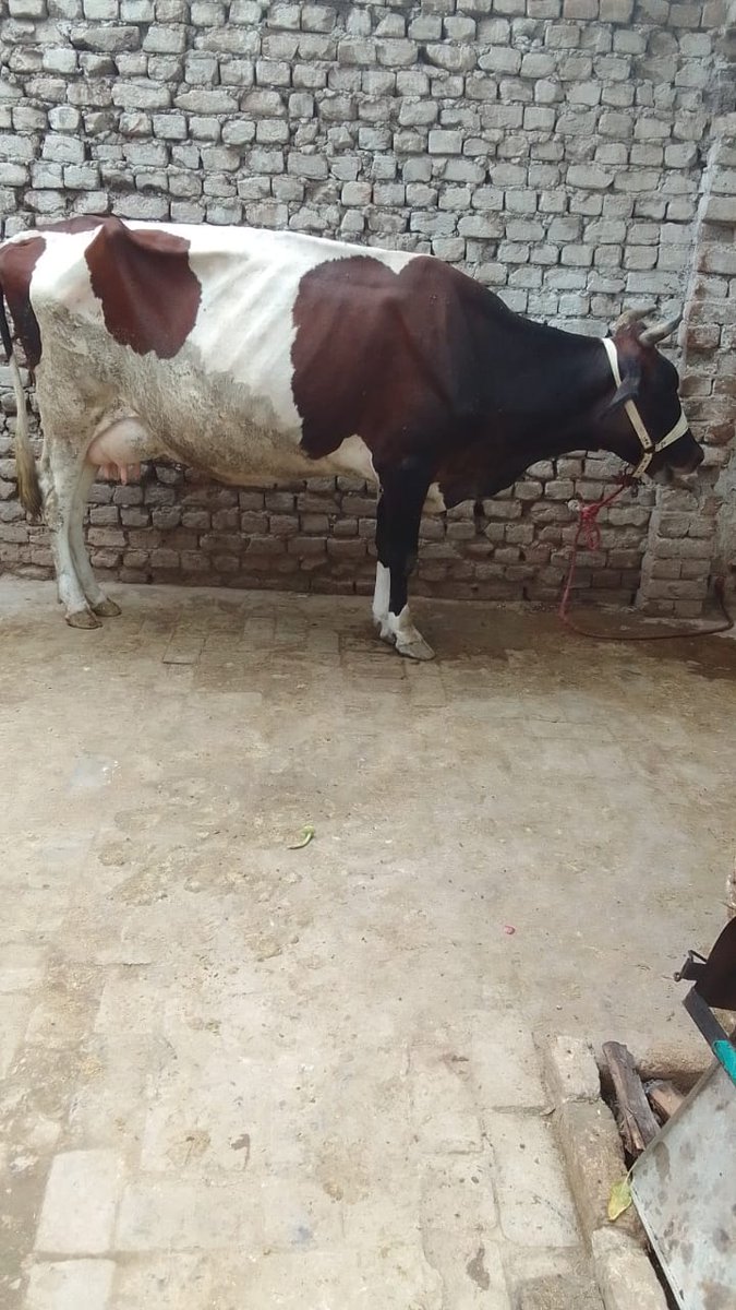 ajabk087's tweet image. زین العابدین