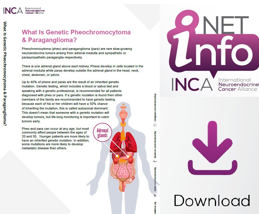 Pheochromocytoma and paraganglioma are rare slow-growing NETs arising from adrenal medulla and sympathetic or parasympathetic paraganglia. Up to 40% are the result of an inherited genetic mutation. ✅Download #NETInfo in your language: bit.ly/3UNm3cI #LetsTalkAboutNETs