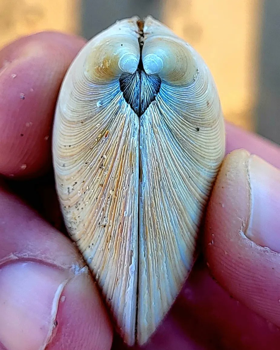 cormac_mcginley's tweet photo. A Rayed artemis (Dosinia exoleta) shell. 
County Clare, Ireland. https://t.co/dZprIMMEhL