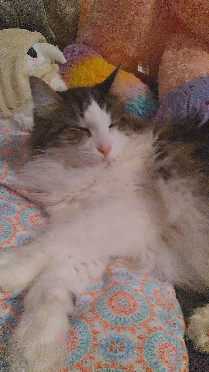 Is the quality bad? Yes.

But it is a cat to make your day or night better! 💚💚💚