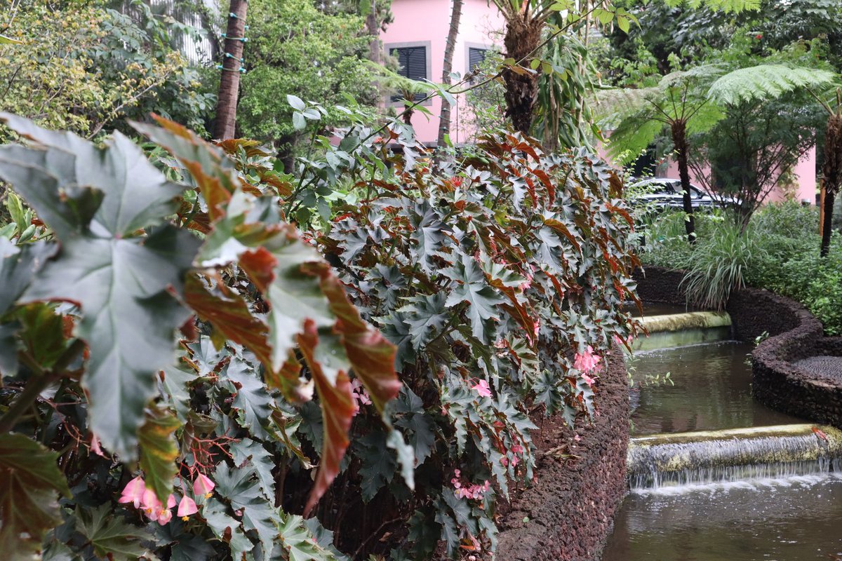 A wall of beautiful #begonias in Quinta Vigia,  the garden of the president of #Madeira.
#QuintaVigia
