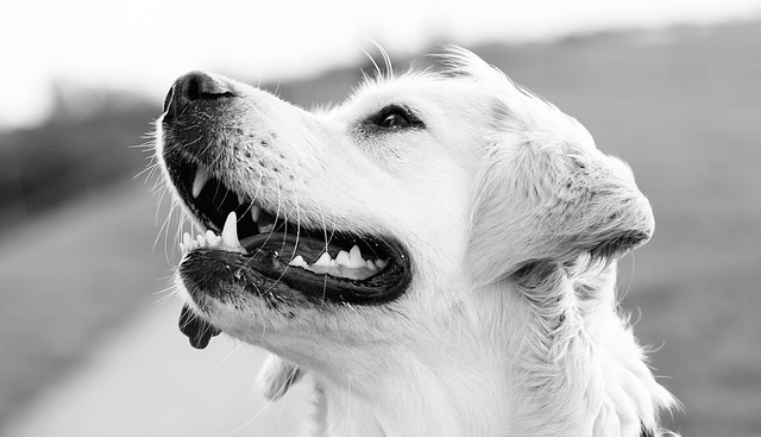 EsGenerales's tweet photo. ¡Conmovedor! Periodista le canta a su perro justo antes de morir

El que ama a los animales y tiene mascotas sabe que estas se vuelven parte de nuestras vidas y se convierten en ‘hijos y amigos’......

#periodistapierdeasuperro

https://t.co/q79EveO8te https://t.co/sR5HsWmAgA