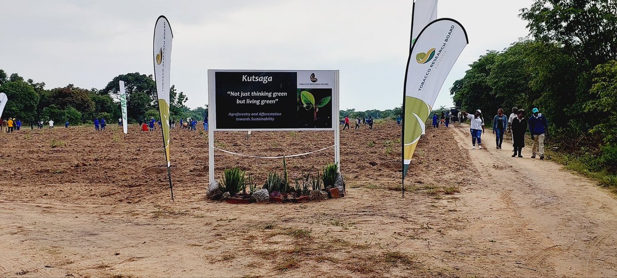 @KutsagaResearch CEO Dr @frank_magama officially launches #Agroforestry & #Afforestation #CSI towards #sustainable tobacco production & business continuity at one of the Board's farms, with participation of all staff. @basera_john @TheFamerTalk @TTofuz @TobaccoZimbabwe @timb_zw