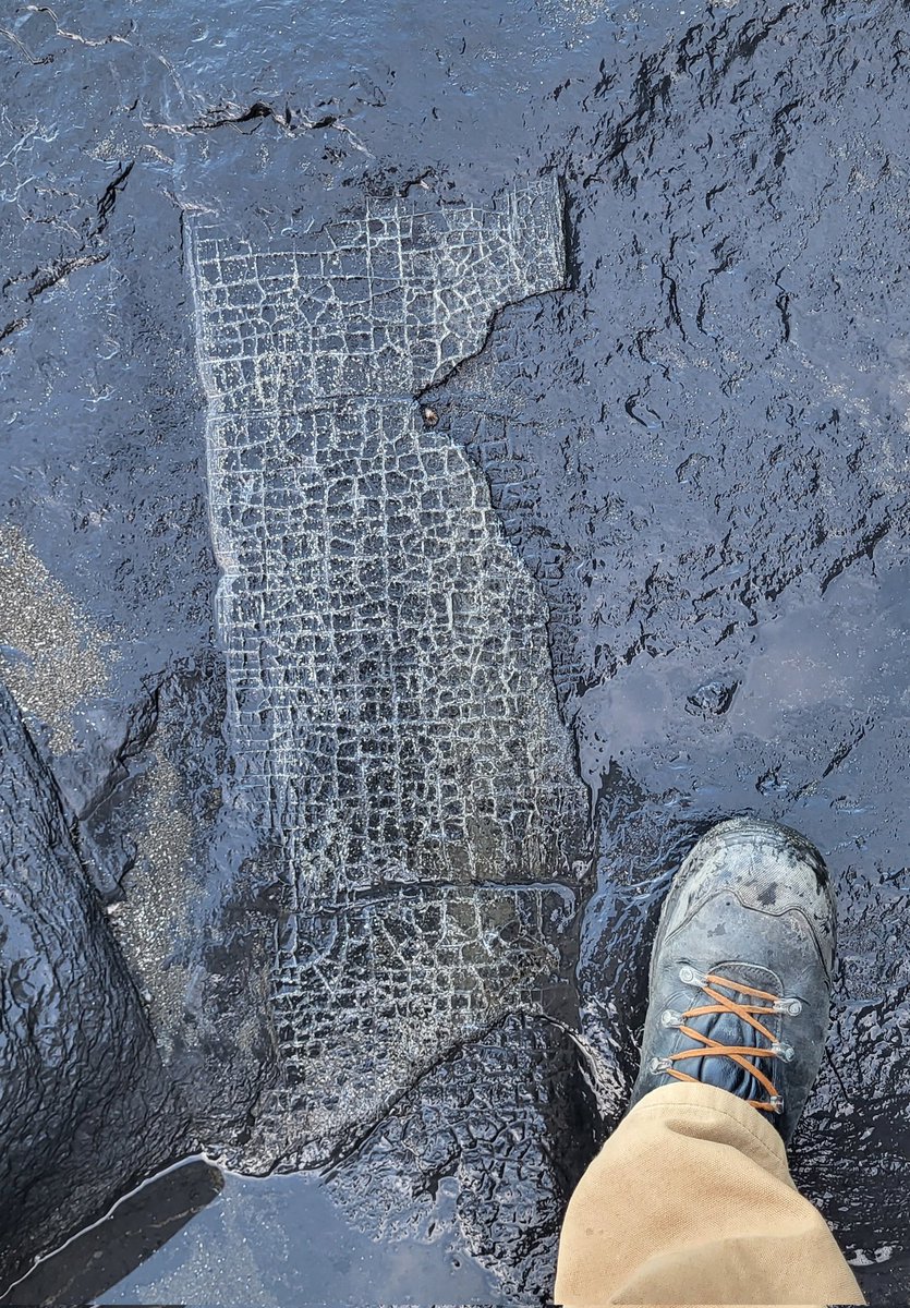 cormac_mcginley's tweet photo. A large section of fossilized plant material- as it has mineralised iron pyrite (fools gold) has accumulated along its "veins".
County Clare, Ireland. https://t.co/JtTPbNmlpp