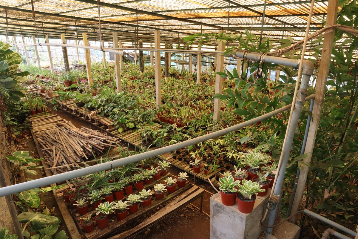 A shot from above at Boa Vista #Orchid Nursery, #Madeira
#BoaVista