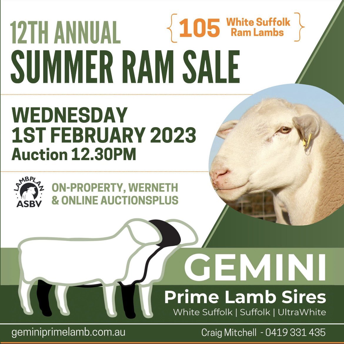 GeminiPrimeLambSires (@lambprime) on Twitter photo 