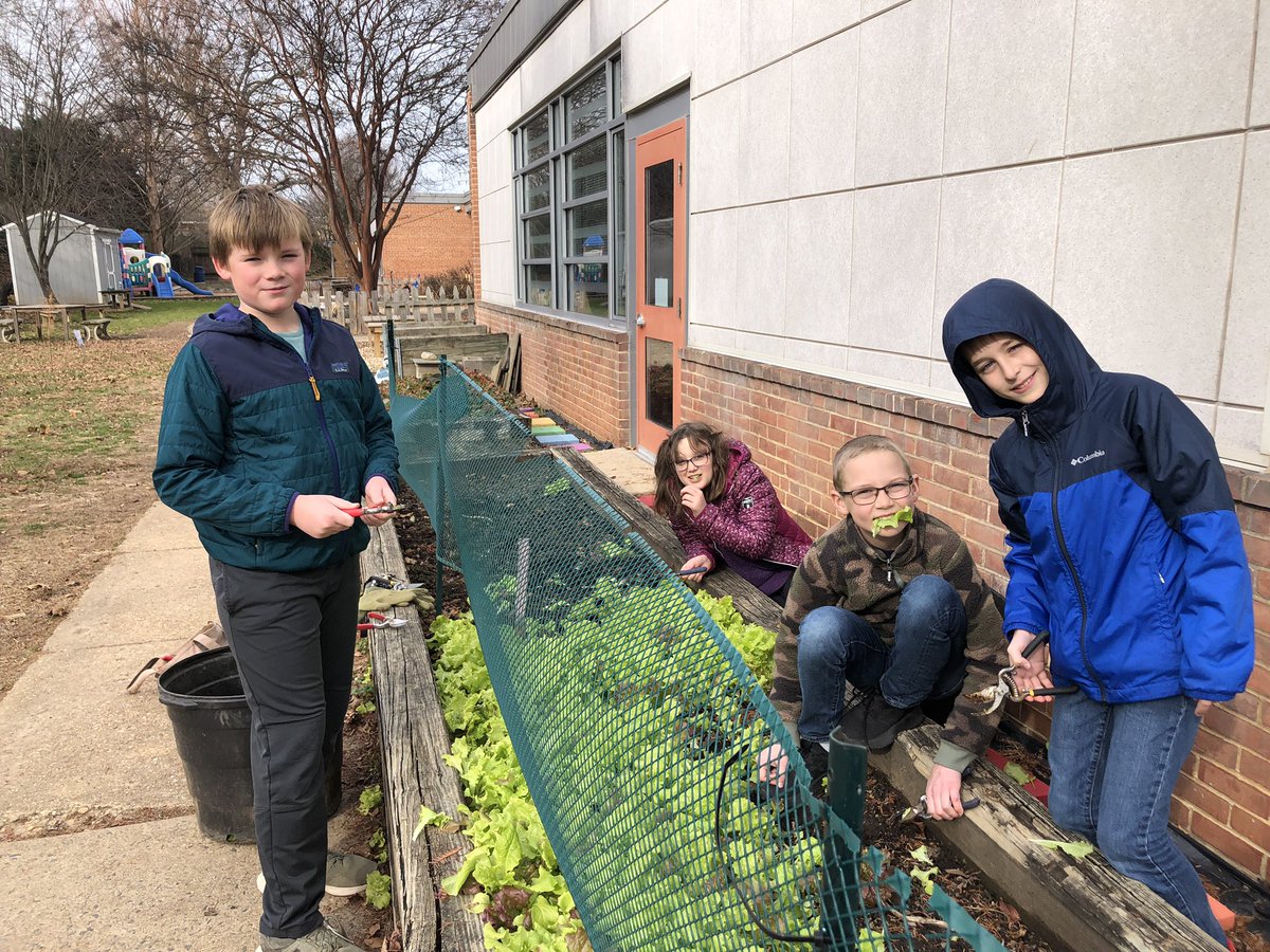 Lettuce celebrate! Green Team harvesting and prepping for their 5th grade salad tasting cafe today! #TuckahoeRocks #APSGreen
#outdoorlearning <a href="/TuckahoeSchool/">Tuckahoe Elementary School</a> <a href="/APS_Sustainable/">APS Sustainability</a>