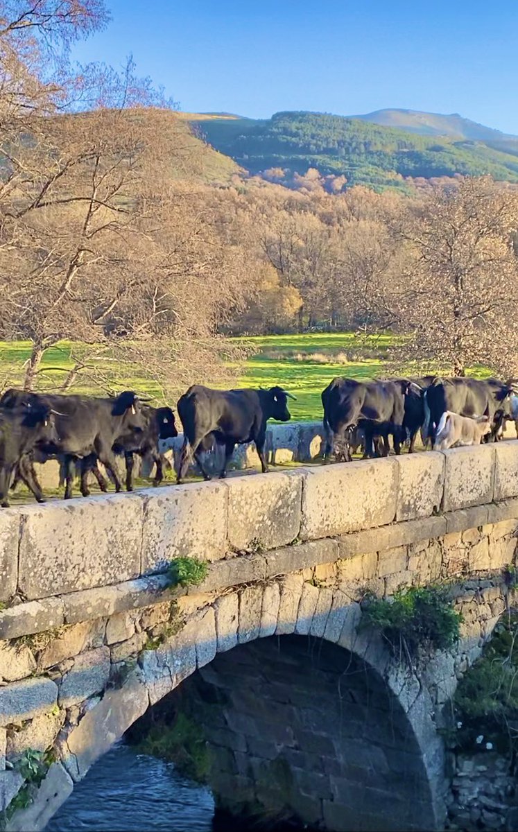 Tras 14 duros días y 200 km, la trashumancia de la Sierra de Gredos,Ávila, ya descansa en los hermosos pastos de Trujillo, Cáceres. Gracias por seguirla.El pueblo que no admire, preserve ni promueva sus ancestrales tradiciones y raíces, es un pueblo condenado a un devenir vacío.