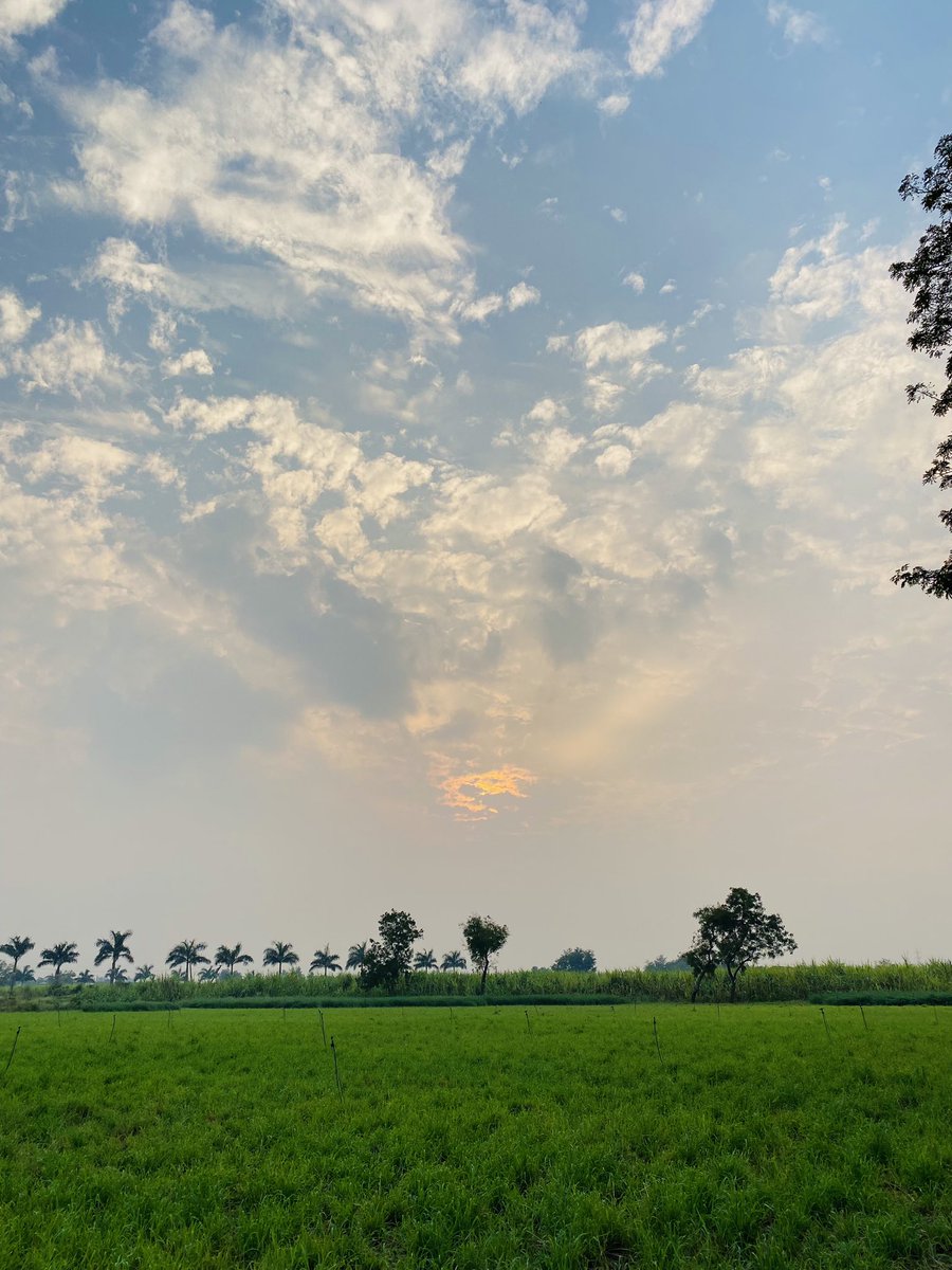 Dhruvin__DL's tweet photo. 💚 
 #NatureBeauty #evening https://t.co/NLaH4qspGz