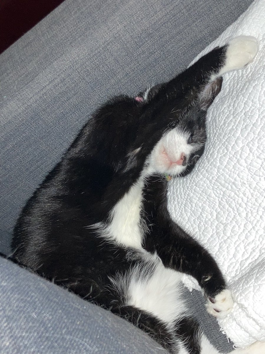 Laura-Edythe Coleman tweet media