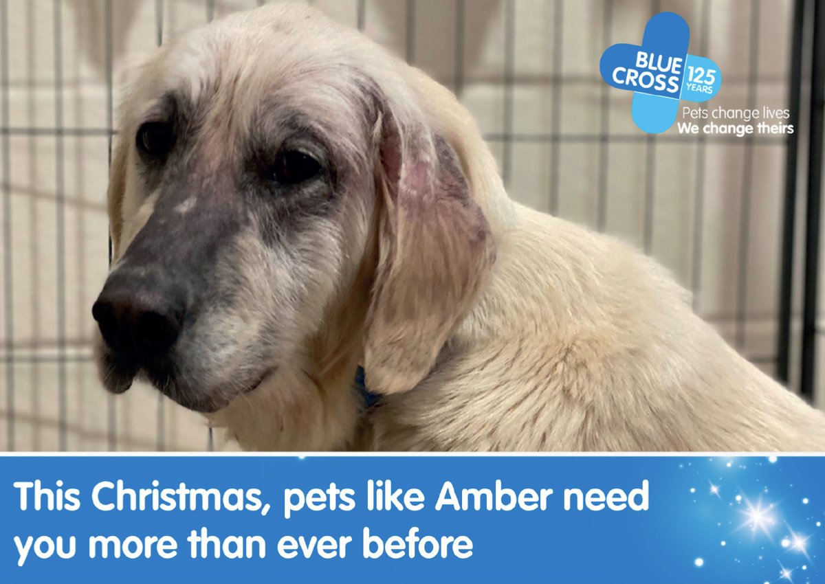 Amber was abandoned in a field whilst she was pregnant and suffering with mange. @The_Blue_Cross were able to deliver her pups whilst getting her back to good health. All of the pups and Amber are now thriving in new homes. None of this would be possible without our supporters.