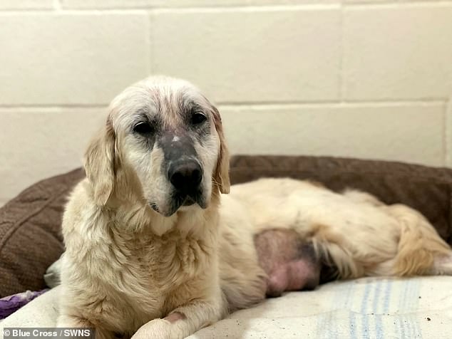 It was great to see <a href="/itvmeridian/">ITV News Meridian</a> <a href="/natalieverney/">Natalie Verney</a> meet the wonderful Amber at <a href="/the_blue_cross/">Blue Cross UK</a> rehoming centre in Burford recently. 

Amber is just one of the many sick and abandoned pets we were able to help this year.