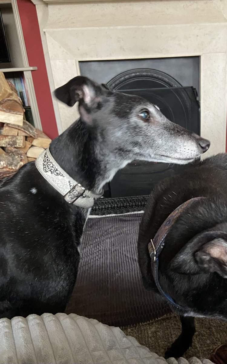 Dr Sue Proctor tweet media