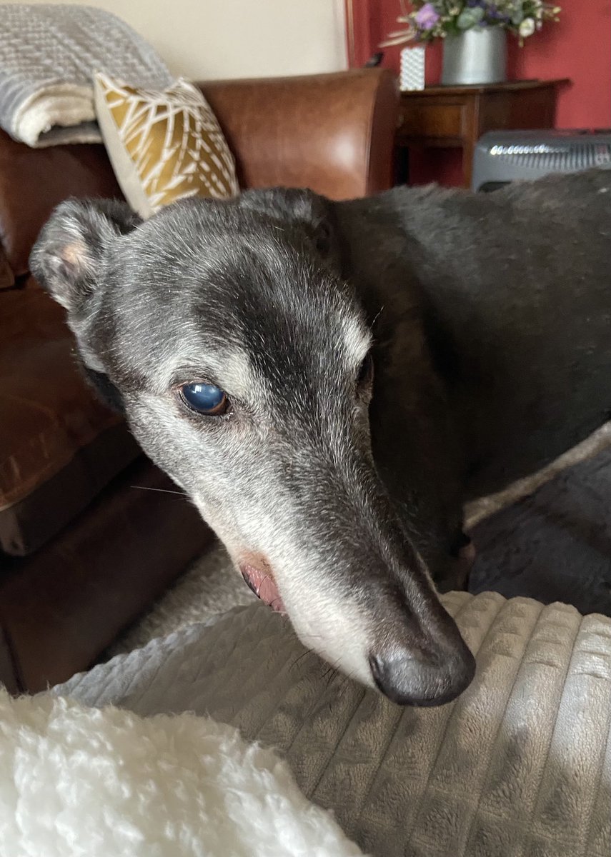 Dr Sue Proctor tweet media