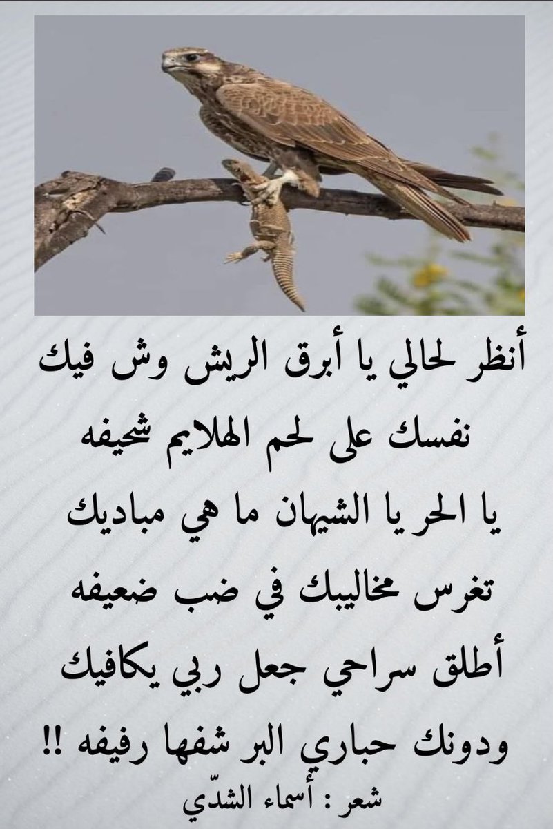 الشاعرة أسماء الشدّي (@alhajer188) on Twitter photo 