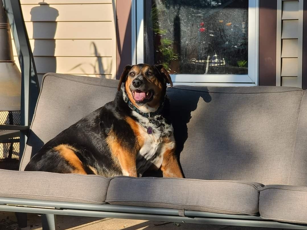 JacobsAviva's tweet photo. My latest story is coming out in January and stars this beautiful and determined girl.
@ChickenSoupSoul @amynewmark 
#CSSLessonsLearnedfromMyDog https://t.co/vAHNxL5T8Q