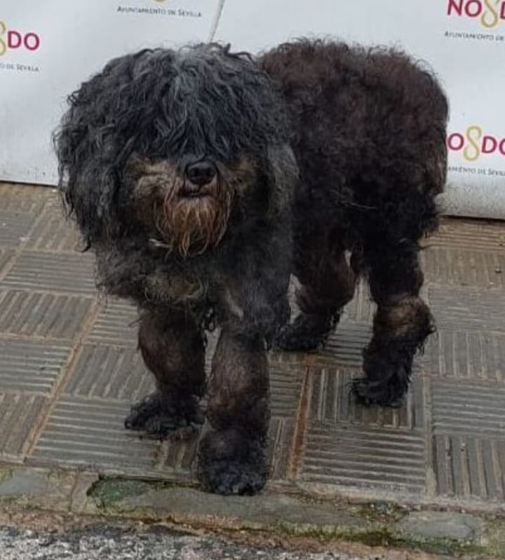 siviaromera1's tweet photo. Actualizo:
Este perrito, según la web de la perrera de Sevilla, YA ESTÁ FUERA Y DE VERDAD 😉 https://t.co/YE7KekdTjD