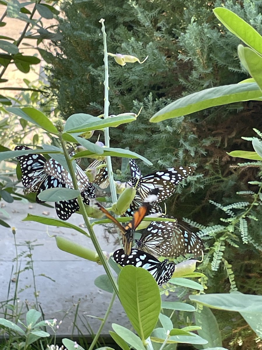 Do you some plants blooms into butterflies instead of flowers?