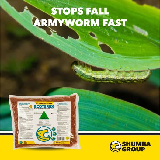 ECOTEREX GR is a brilliant solution to the scourge of fall armyworm and maize stalk borer. It is easy to use by hand – a small pinch of ECOTETEX GR granules will treat two plants – and it needs no added water.

Follow @CooperZimbabwe for more Information