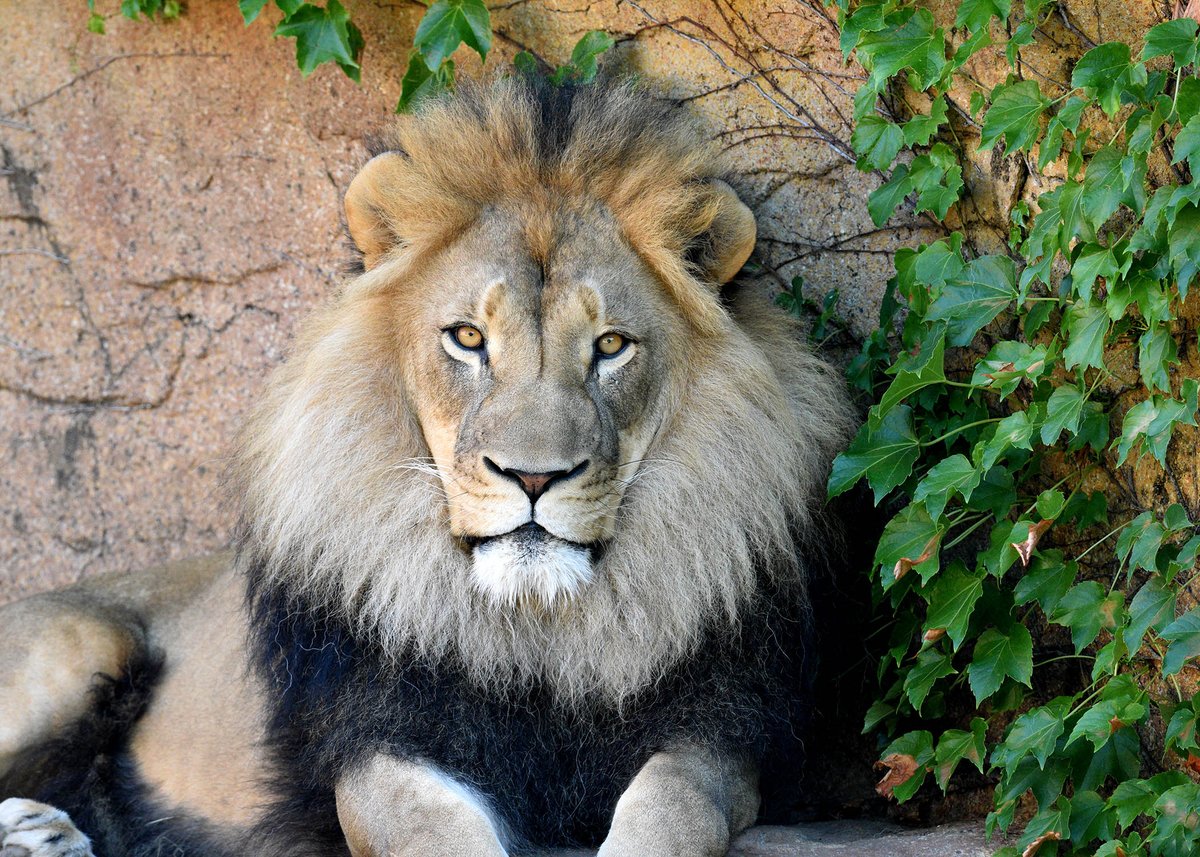Brookfield Zoo on Twitter "Eye of the Lion 👀 Like humans, lions have binocular vision, with