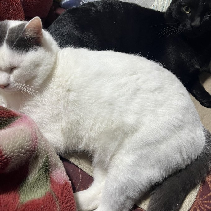 なんかでかくなった気がする 