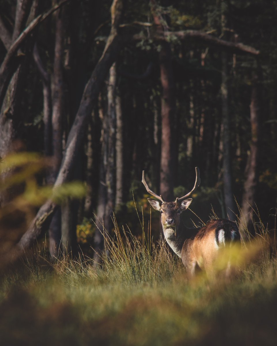 arts_afan's tweet image. Did you know that Margam Park has been named one of the best places in the UK? 😲🏆

It's the only Welsh green spot to make it onto the prestigious top 10 list of UK's parks and green places 💚

Read the full article by @Wales247 here 👇

bit.ly/3V2JJdK