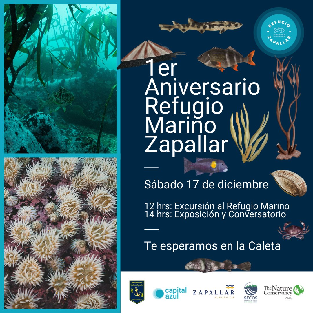 #EventoCostero

Para celebrar el primer año de vida del Refugio Marino de Zapallar, los pescadores artesanales locales han preparado una gran fiesta.

📅 ¿Cuándo? Sábado 17 de diciembre, de 12 a 16 hrs. 

📍 ¿Dónde? Caleta Zapallar.

Más información: 👇
plataformacostera.org/eventos/primer…