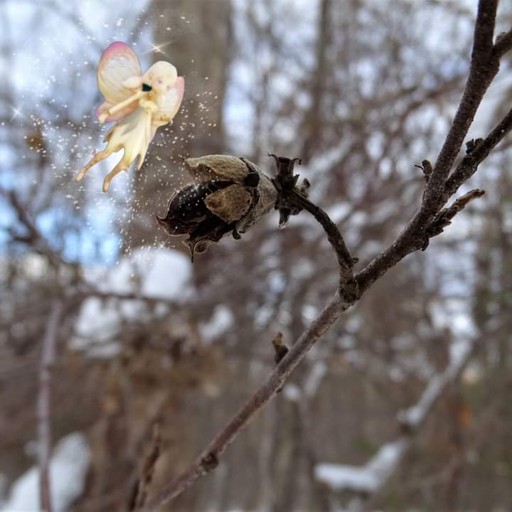 Do you believe in #fairies? Download the @LoveExploringHQ and head to #OakwellHall for a winter fairy hunt! #freefamilyfun