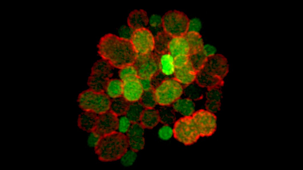 GWLiechti's tweet photo. The Liechti Lab is now recruiting a Research Assistant and Postdoc for the new year! We study cell division in intracellular Chlamydia species as well as host-pathogen interactions. Come join our team! plz RT https://t.co/YTESMnBW0Z https://t.co/WLzG7hbYkA https://t.co/StuJhwLEj8