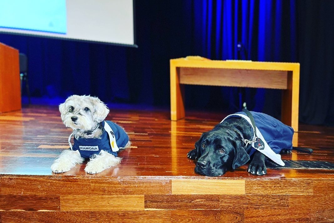 UniversidadCES's tweet photo. 🐶 ¡Esta es la historia de Ramona y Silvio! Los primeros perros colombianos en obtener el reconocimiento de Perro de Asistencia en el país. [Abrimos hilo 🧵]… 👇 https://t.co/7s8BarIQPq