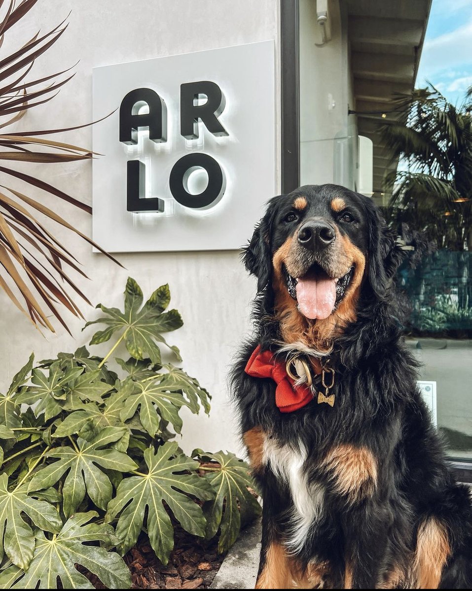 Arlo is definitely on the nice list! 
#EatAtARLO
📸 : @arlolovesbubbles