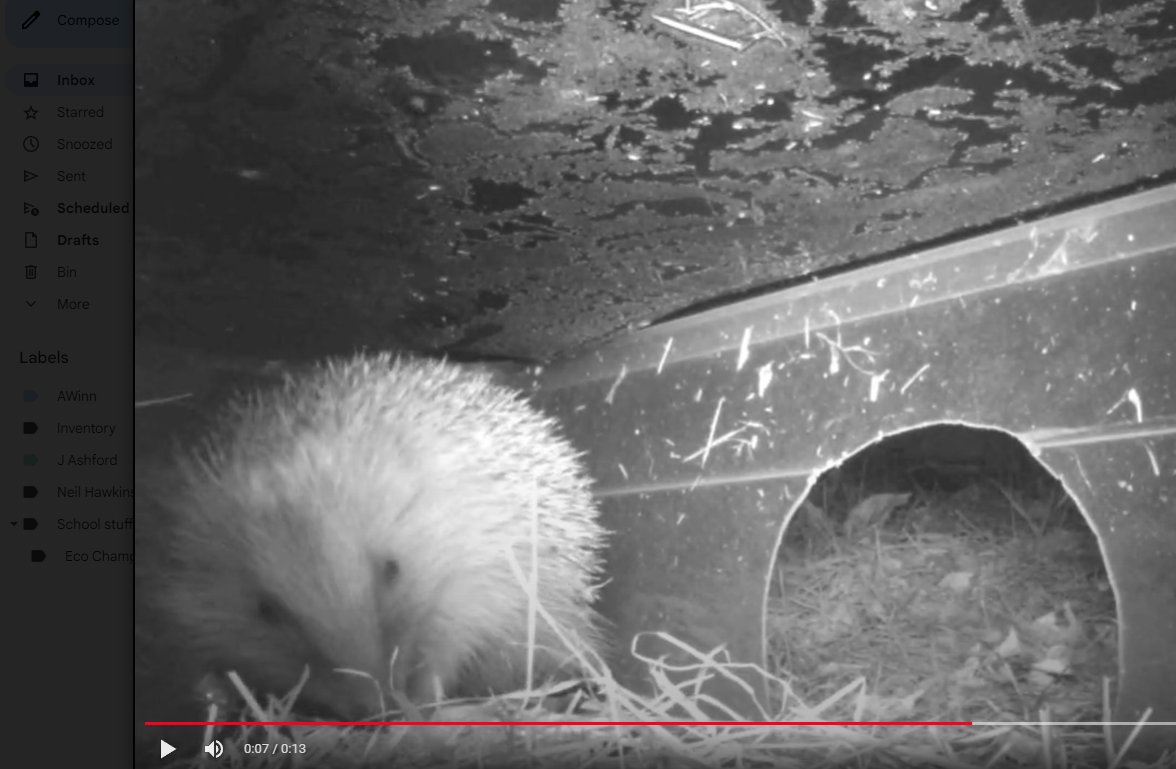 Blackwood Comprehensive School Eco Group (@blackwoodeco) on Twitter photo Our resident Hedgehog still comes out at night to look for a snack and a drink in one of our Hedgehog feeding stations. I wonder if he has set up home in one of our hedgehog houses?We have left him some straw if he wants to use it for bedding.@ecoschoolfran <a href="/EcoSchoolsWales/">Eco-Schools Wales</a>. Our resident Hedgehog still comes out at night to look for a snack and a drink in one of our Hedgehog feeding stations. I wonder if he has set up home in one of our hedgehog houses?We have left him some straw if he wants to use it for bedding.@ecoschoolfran <a href="/EcoSchoolsWales/">Eco-Schools Wales</a>.