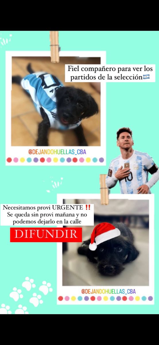 BUSCAMOS PROVI URGENTE PORFAVOR SU PROVI SE VA A LAS 17 Y NADIE PUEDE CUIDARLO🙏🏻🙏🏻 <a href="/VivireNuevaCba/">VivirenNuevaCórdoba®</a> <a href="/VivireNuevaCor/">VivireNuevaCórdoba</a>