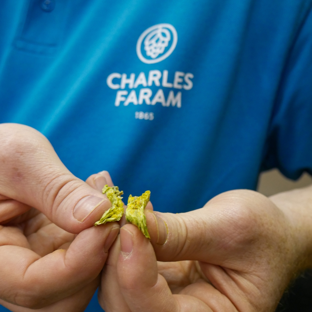 LaconsBrewery's tweet photo. Thanks to @CharlesFaram for bringing along a selection of outstanding quality hops. 

The brewers have picked our hops for 2023 and we’re looking forward to brewing some great beers next year. 

#hops #charlesfaram #craftbrewing #beerwriting #britishbrewing #localbeer https://t.co/R8lPiV4nwT