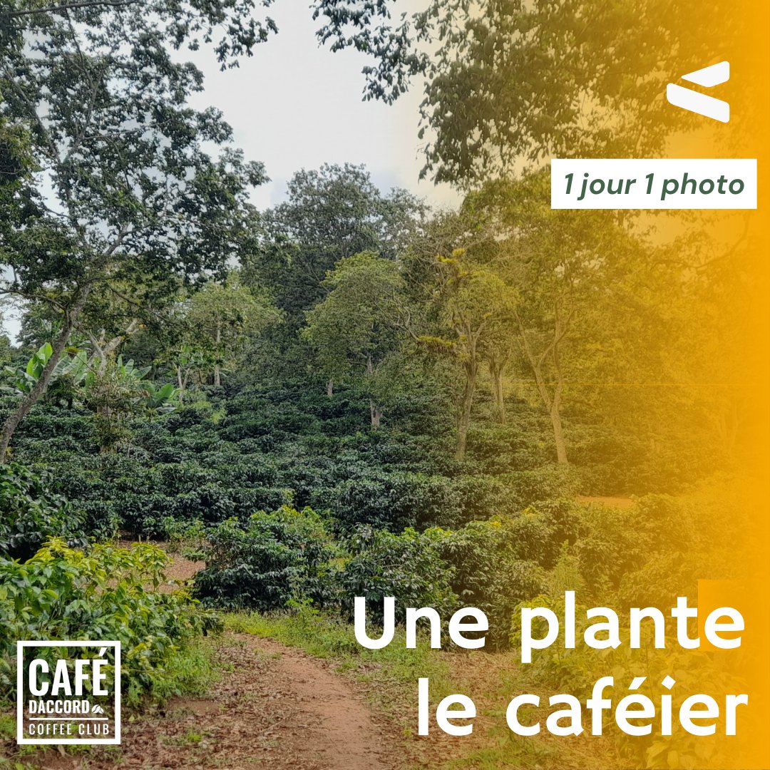 CafeDaccord's tweet photo. 1 jour 1 photo - D’où vient le café ? : Pour avoir du café, il faut une plantation de caféiers.  Le Caféier est un arbre de la famille des rubiacées, toujours vert, aux feuilles épaisses et brillantes.
📸:Cafés D’accord #cafedaccord #coffee #coffeetime #coffeegeek #torrefacteur https://t.co/APtVPZR6zB