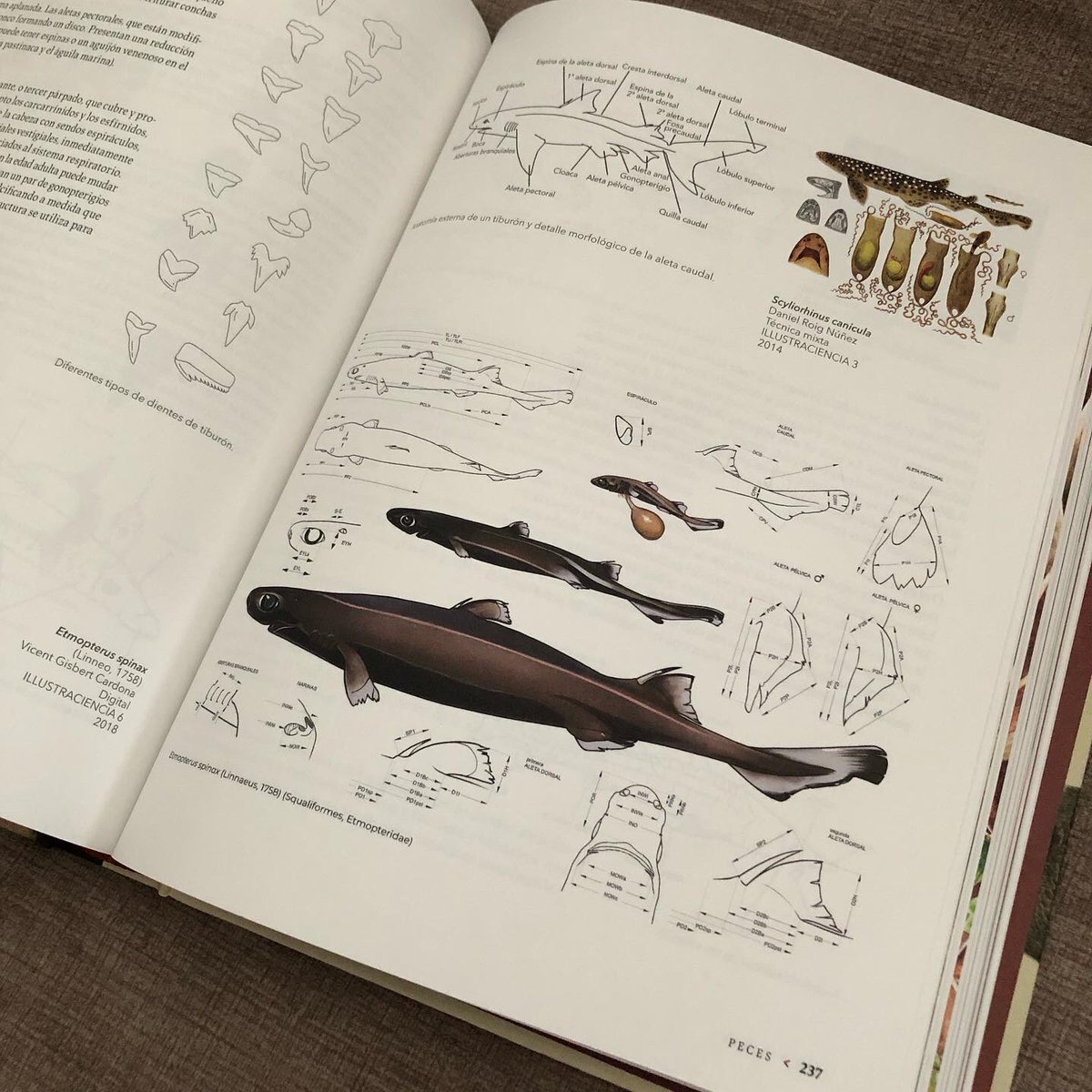Maravillado con este libro que ha entrado de lleno entre mis favoritos: Manual de ilustración científica.