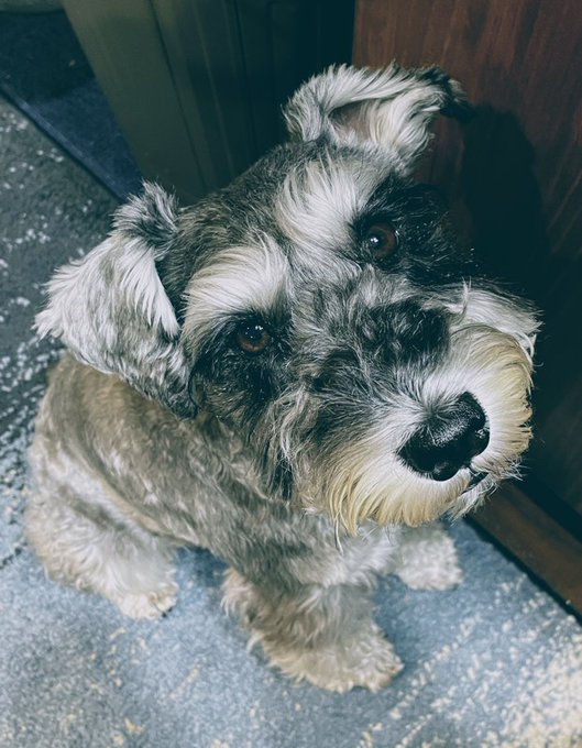 レタス欲しいマン 