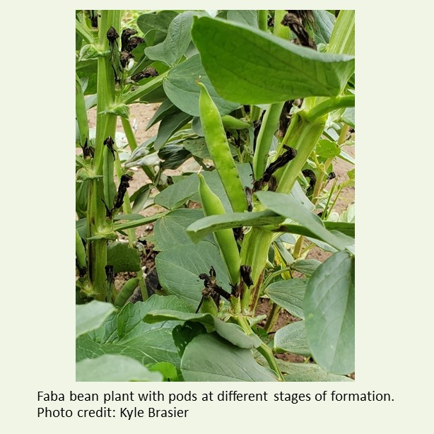 ASHS_Hort's tweet photo. Research conducted @ChicoState @CSUMB and @CPPAgri shows the potential of winter faba bean for vegetable pod production and cover cropping.

In #HortScience https://t.co/qvJ6LrP8Hn
@BrasierKyle https://t.co/E1UD7fyzay