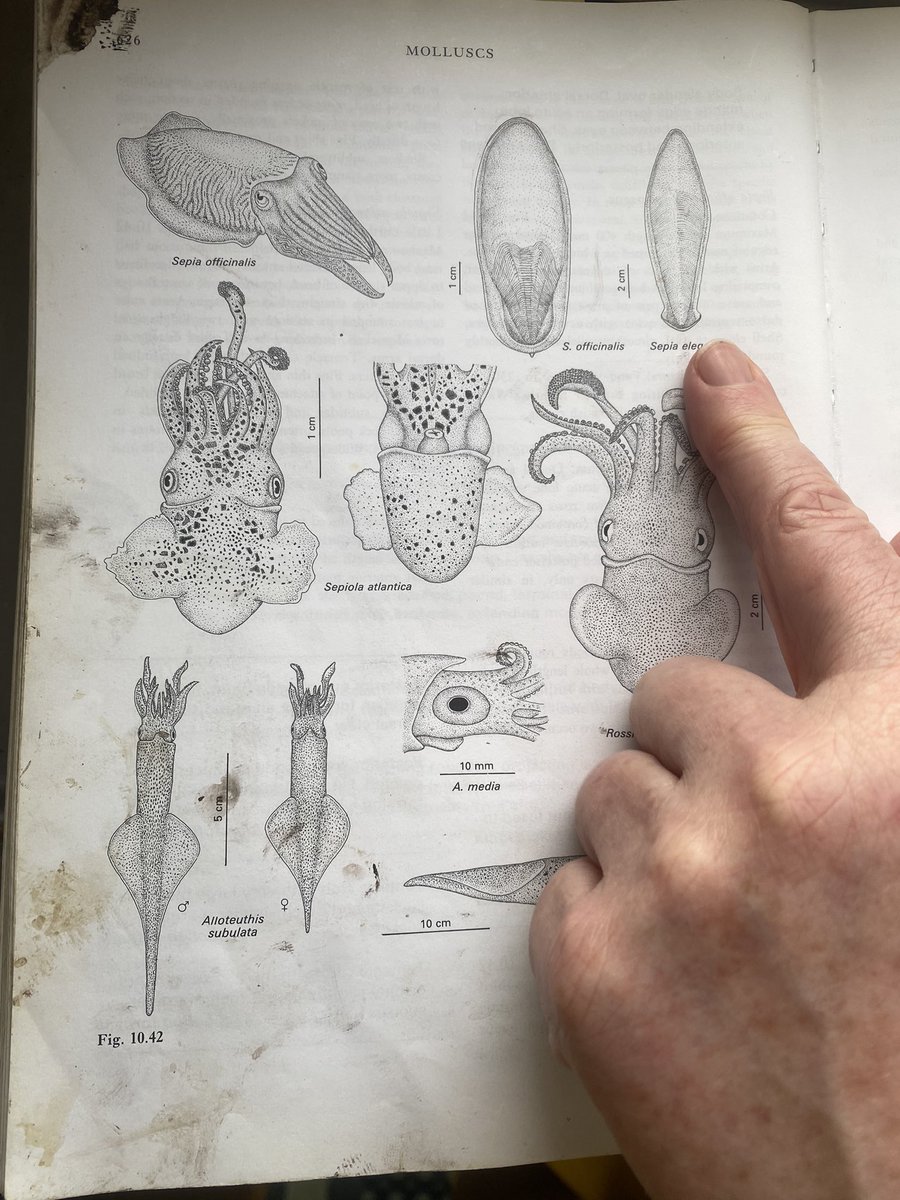 elizabethtray3's tweet photo. Have had an absolute blast the last 2 weeks on the Celtic Explorer IGFS Leg 4 Survey!!!! Learned loads about different species and the crew even took the time to teach us net mending &amp; knots in the evening!! @MarineInst @LydsJohnson @NeveMcCann @SaraJaneMoore10 https://t.co/fG2bqlbrlw