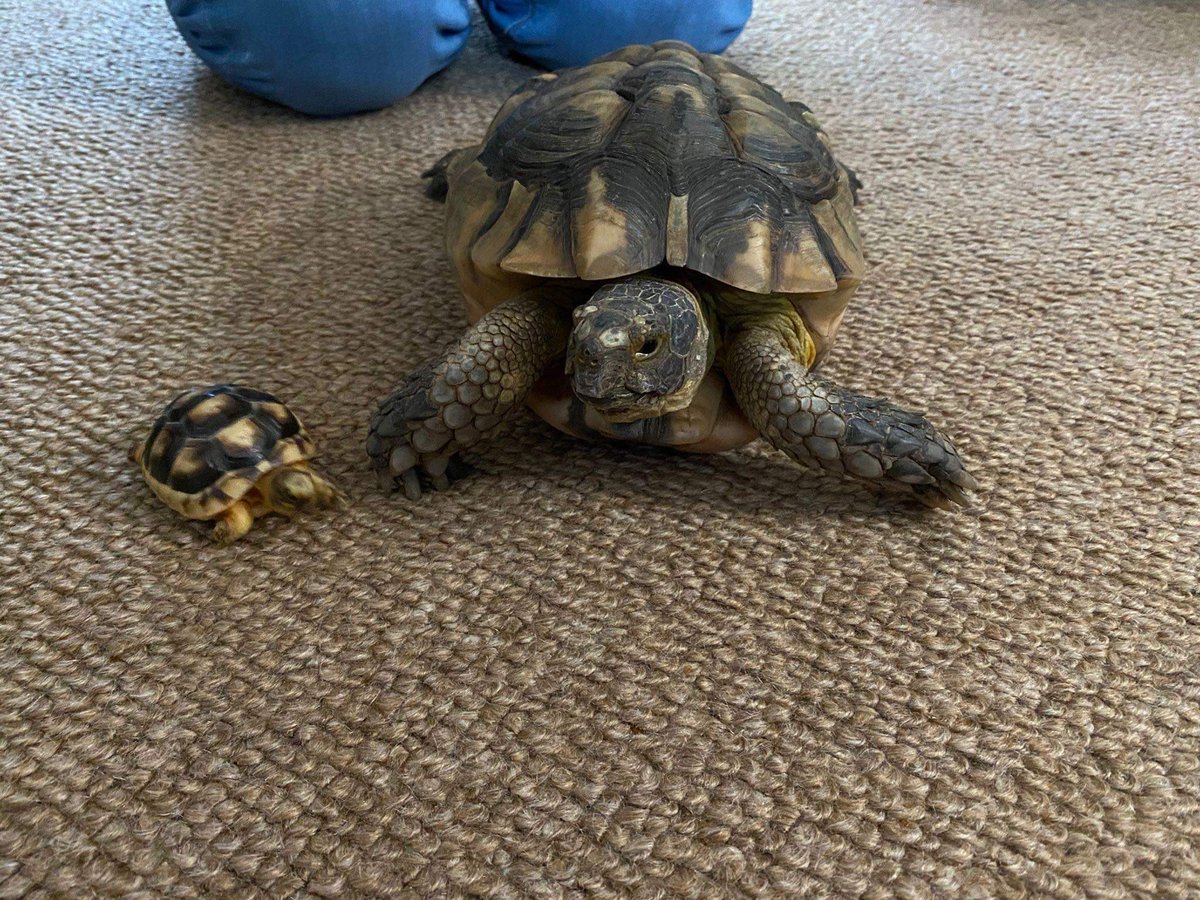 #FuriousGeorgeFriday Running for the Holiday Season :)🎄