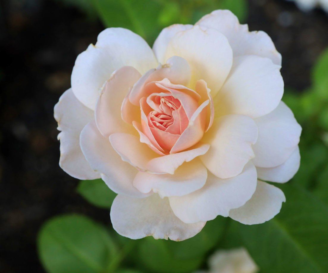 Good morning Twitter day 16 of #RoseADay countdown to #Christmas #FlowersOnFriday