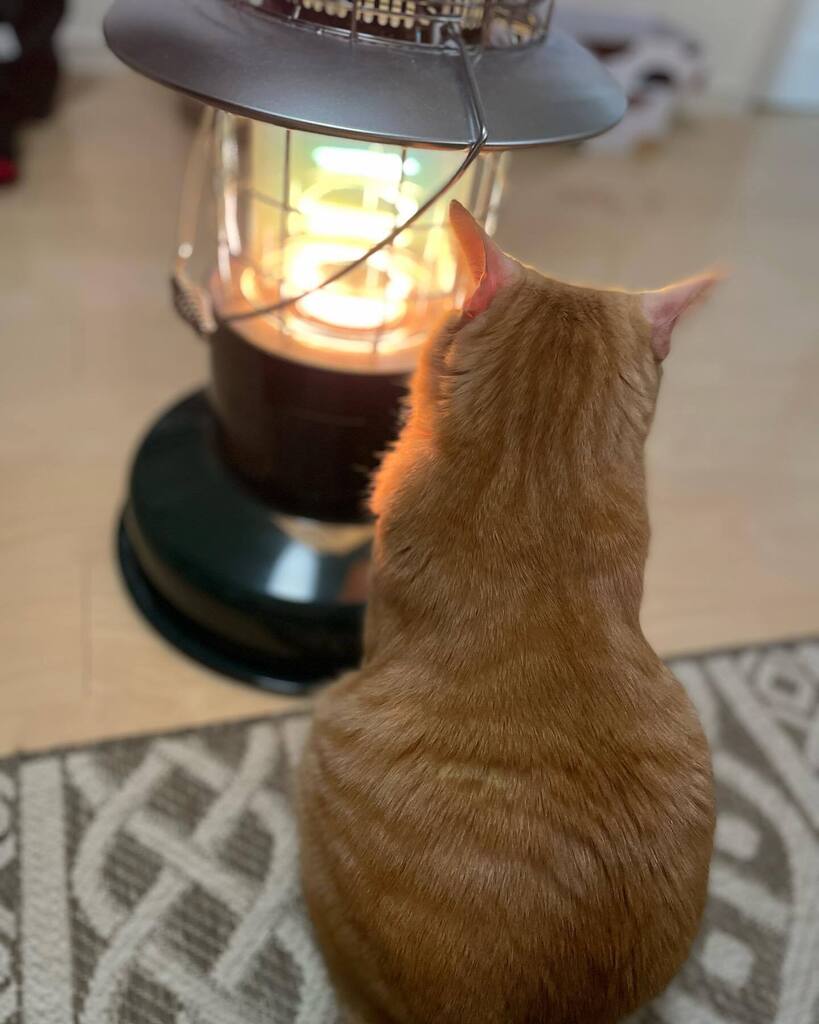 Chiii_chi__'s tweet photo. 🐾あったかいにゃ〜🐾外は雪❄️
#石油ストーブ　#トヨトミストーブ 
#猫 #ねこ #保護猫と暮らす #猫のいる暮らし #にゃんすたぐらむ #猫部　#ペコねこ部　#nyancon01 #sippoストーリー
#cat  #고양이　#catstagram #catlife https://t.co/rhyA92LMFv https://t.co/5bpvfeBQiB
