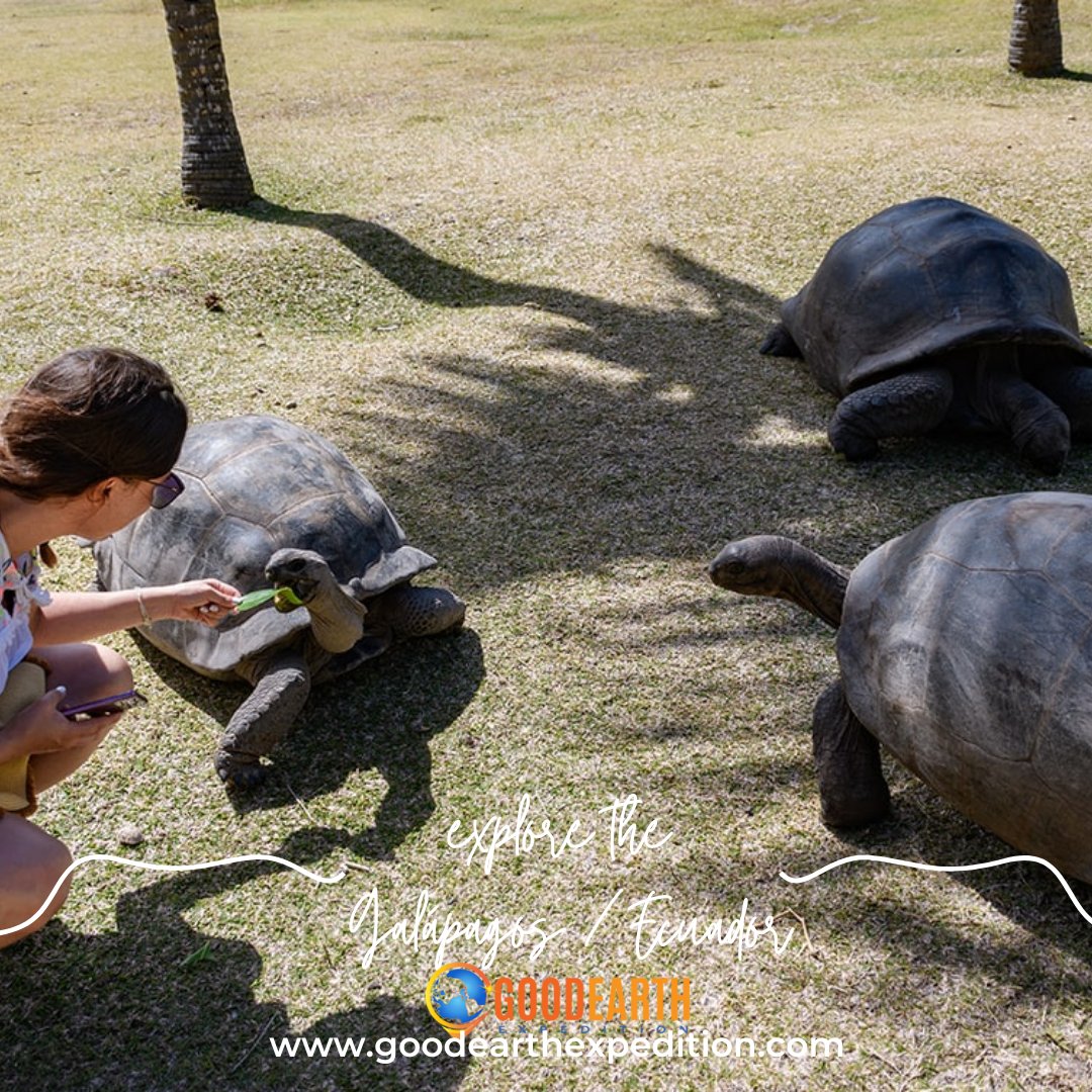 One of the world's best wildlife-viewing destinations, it offers towering peaks, pristine waters, and lush landscapes. In this UNESCO World Heritage Site, you'll see sea lions, marine iguanas, giant tortoises, and exotic birds.
#travel #Goodearthexpedition #earth #planet